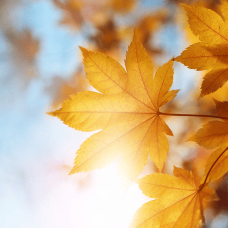 Feuilles automnales orangées derrière un ciel bleu.