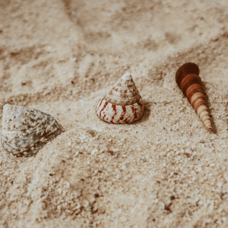 Coquillages reposant sur le sable de la Baule.