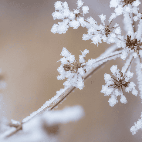 Fleurs gelées derrière un fond marron.