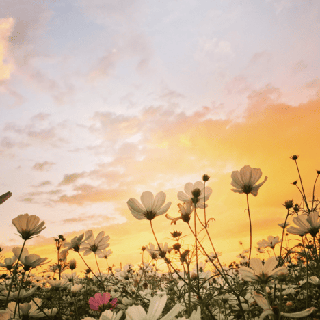 Coucher de soleil avec des fleurs fleurissante au printemps.